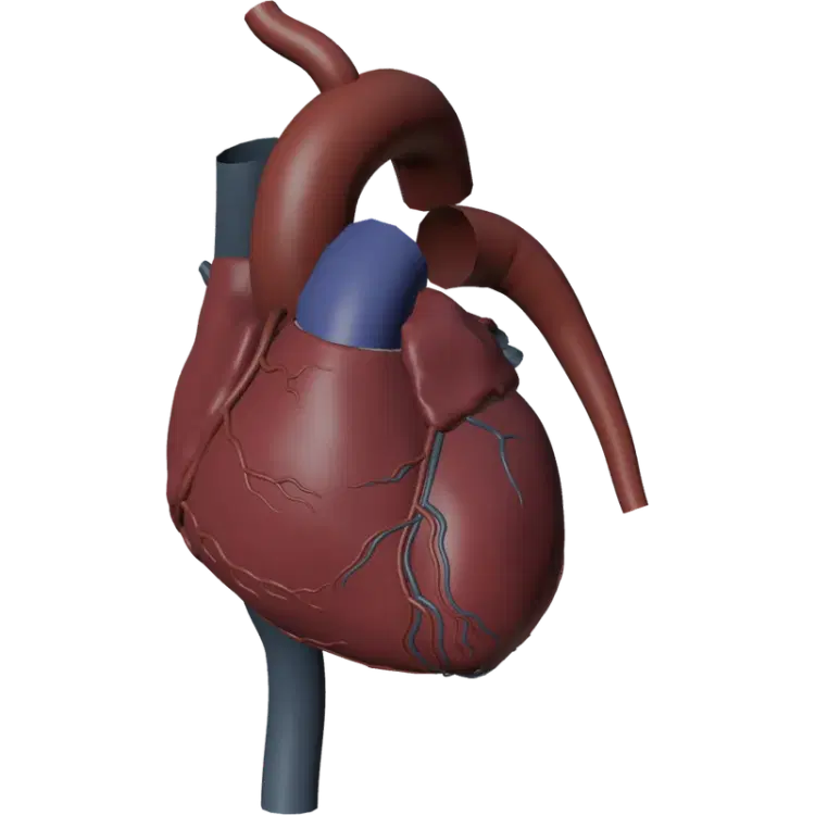 3D view of the Heart